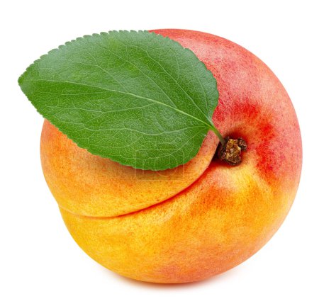 Photo for Apricot leaves isolated on white background. Apricot fruit clipping path. Fresh organic apricot - Royalty Free Image
