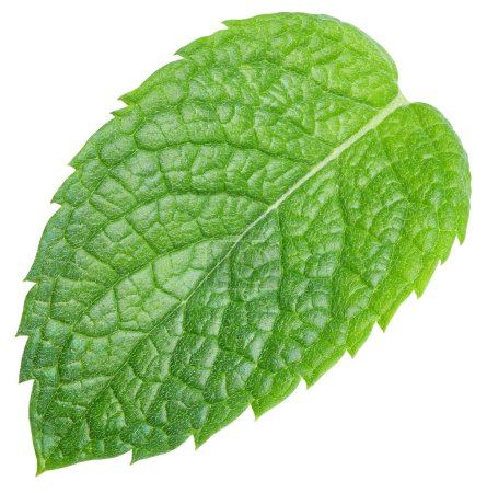 Photo for Green mint pepper leaf isolated on white. Fresh mint leaf. Pepper mint clipping path. Full depth of field - Royalty Free Image