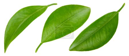 Photo for Citrus leaves with Clipping Path isolated on a white background. Leaf collection - Royalty Free Image