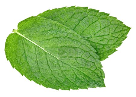 Photo for Spearmint leaf isolated on white background. Mint clipping path. - Royalty Free Image