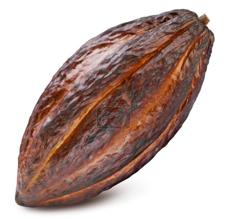 Téléchargez les photos : Cabillaud de cacao isolé. Un fruit de fève de cacao sur fond blanc avec chemin de coupe. Haricot de cacao avec chemin de coupe - en image libre de droit