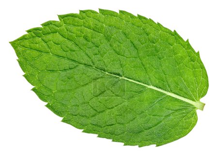 Mint leaves with Clipping Path isolated on a white background. Mint macro photo
