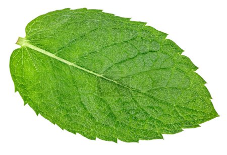 Mint leaves with clipping path isolated on a white background. Mint macro photo