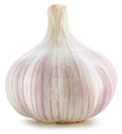 Photo for Garlic Isolated on white background. Organic healthy garlic. Fresh garlic Isolated clipping path - Royalty Free Image