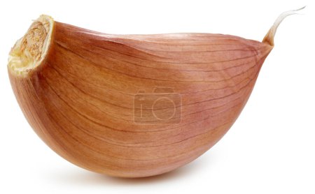 Photo for Garlic cloves clipping path. Organic fresh garlic isolated on white. Full depth of field - Royalty Free Image