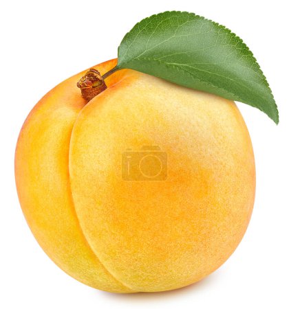 Photo for Fresh apricot isolated on white background. Apricot clipping path. Fresh organic apricot. Full depth of field - Royalty Free Image