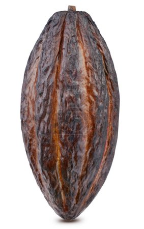 Photo for Brown cocoa pods isolated on a white background. Cocoa bean with clipping path - Royalty Free Image
