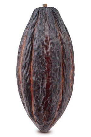 Foto de Vaina de cacao. vaina de cacao aislado sobre fondo blanco. Frijol de cacao con ruta de recorte - Imagen libre de derechos