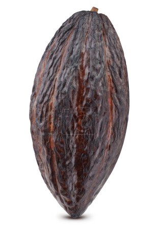 Téléchargez les photos : Cabillaud de cacao isolé. Un fruit de fève de cacao sur fond blanc avec chemin de coupe. Haricot de cacao avec chemin de coupe - en image libre de droit