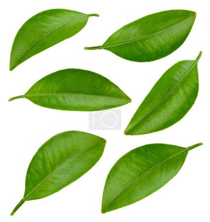 Photo for Leaf collection. Citrus leaves with clipping path isolated on a white background. - Royalty Free Image