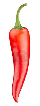 Foto de Chiles orgánicos aislados sobre fondo blanco. Pimienta picante roja. Profundidad completa del campo con ruta de recorte - Imagen libre de derechos