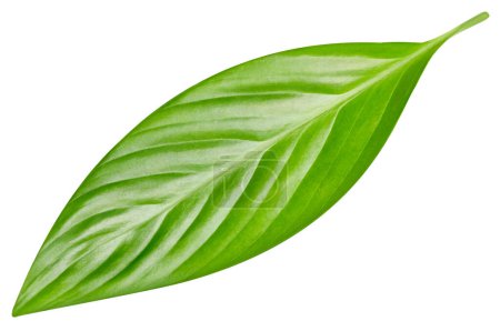 Photo for Tropic leaves. Exotic leaf isolate. Green leaf on white background with clipping path - Royalty Free Image