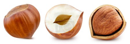 Photo for Collection hazelnut. Hazelnut nut with clipping path. Hazelnut isolated on a white background - Royalty Free Image