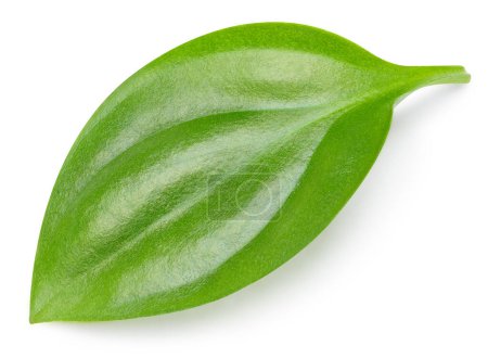 Photo for Tropic leaves. Exotic leaf isolate. Green leaf on white background with clipping path - Royalty Free Image