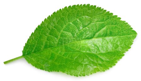 Plum green leaves isolated on white background. Clipping path Plum leaves. Plum leaf macro studio photo
