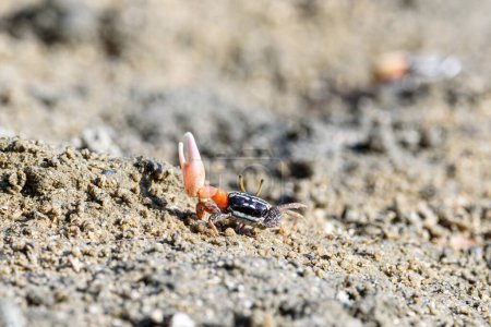 Photo for Fiddler crabs, Ghost crabs orange red small male sea crab colorful. One claw is larger and used to wave and act as a weapon in battle. wildlife lifestyle small animals living in the mangrove forest - Royalty Free Image