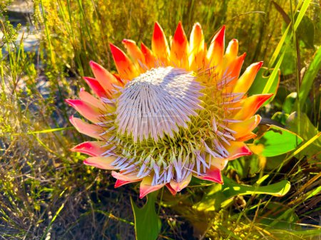 Rey Protea Fynbos flores en la ladera de la montaña costera en Ciudad del Cabo, Sudáfrica