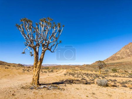 Suculentas del árbol del carcaj antiguo en el Parque Nacional Richtersveld, Sudáfrica