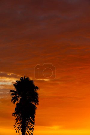 Silhouette of palm tree in small West Coast town of Port Nolloth, South Africa