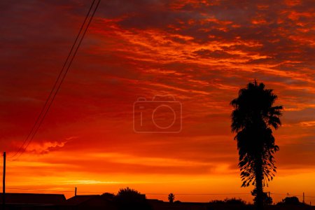 Silhouette de palmier dans la petite ville de Port Nolloth, Afrique du Sud