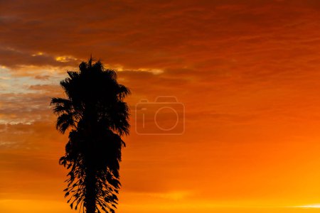 Palmensilhouette in der kleinen Westküstenstadt Port Nolloth, Südafrika