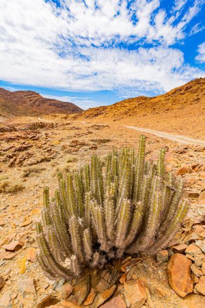 Tipo de cactus suculento en el Parque Nacional Richtersveld, zona árida de Sudáfrica