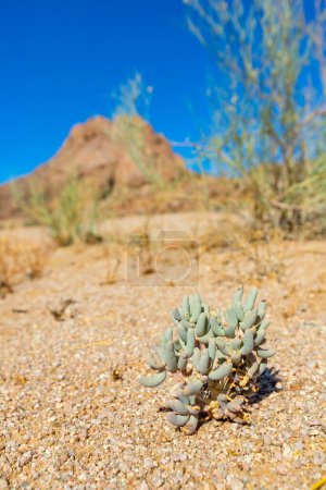 Photo for Small succulent vegetationin the Richtersveld National Park, arid area of South Africa - Royalty Free Image