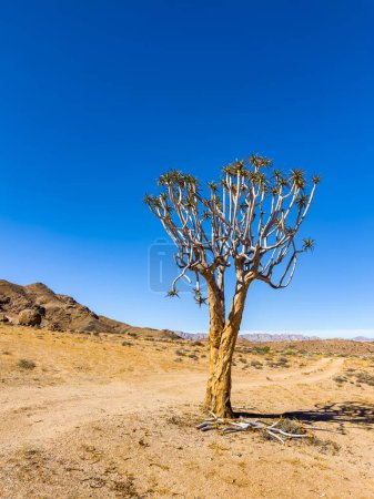 Photo for Ancient Quiver Tree succulents in the Richtersveld National Park, South Africa - Royalty Free Image