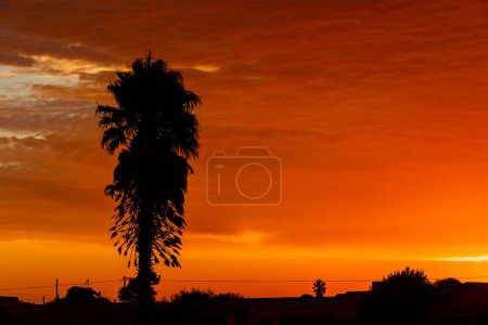 Palmensilhouette in der kleinen Westküstenstadt Port Nolloth, Südafrika