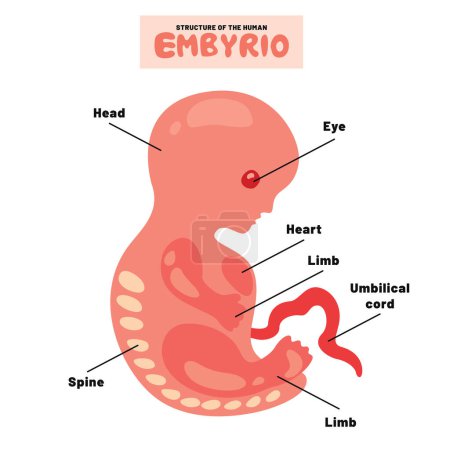 Anatomy Of A Human Embyrio