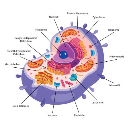 La structure de la cellule humaine