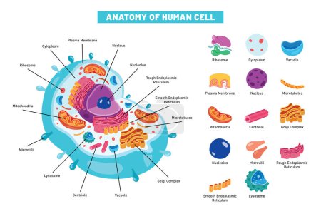 Illustration for The Structure Of Human Cell - Royalty Free Image