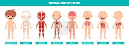 Drawing Of Human Body Systems
