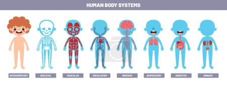 Drawing Of Human Body Systems