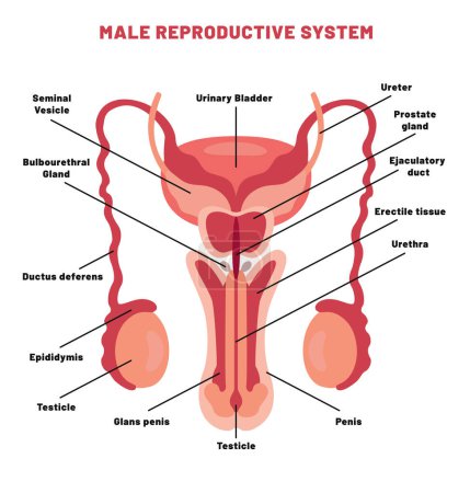 The Reproductive System of Human