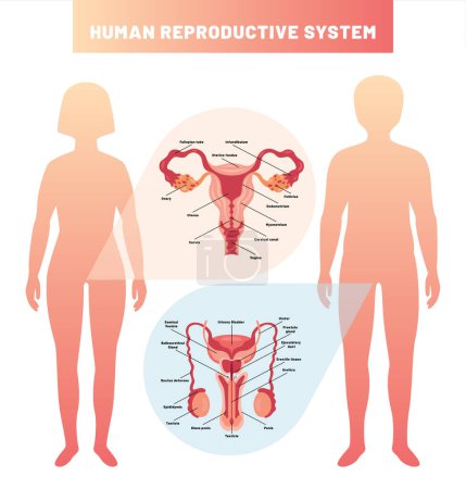 The Reproductive System of Human