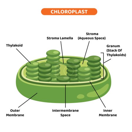La estructura del cloroplasto vegetal