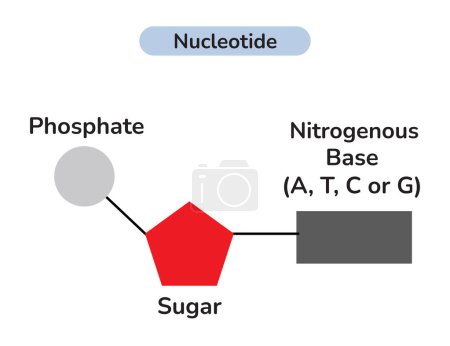 La estructura del nucleótido de ADN