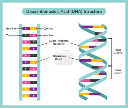 Ilustración de The Chemical Structure Of DNA - Imagen libre de derechos