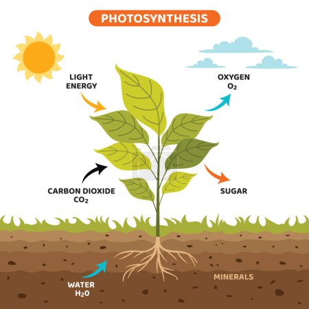 Téléchargez les illustrations : Le diagramme du processus de photosynthèse - en licence libre de droit