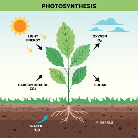 Das Diagramm des Photosyntheseprozesses