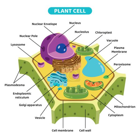 The Structure Of Plant Cell