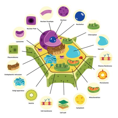 La structure des cellules végétales