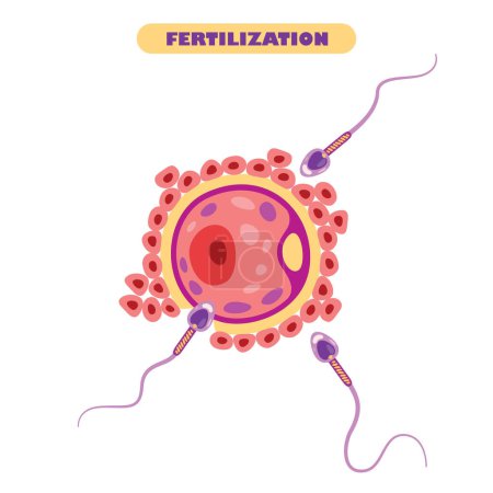 Anatomía del sistema de fertilización humana