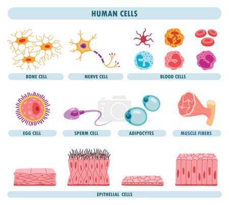 Anatomie menschlicher Körperzellen