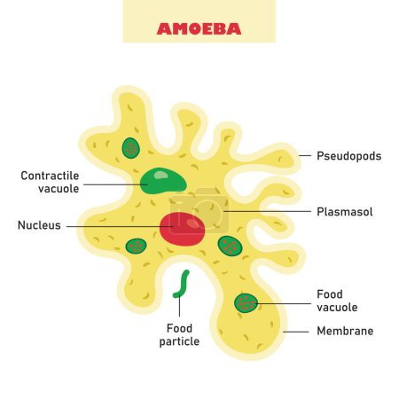 The Biological Structure Of Amoeba