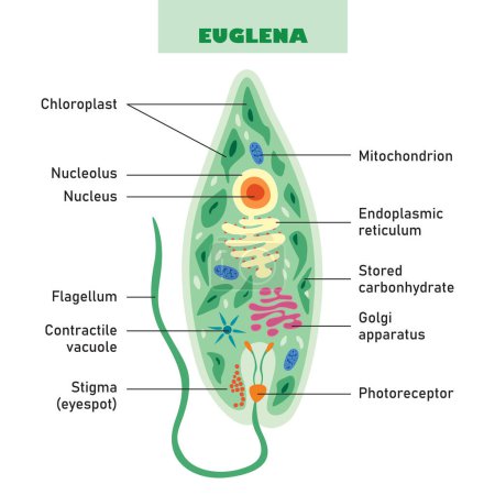The Biological Structure Of Euglena