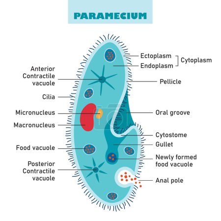 The Structure Of Paramecium Caudatum