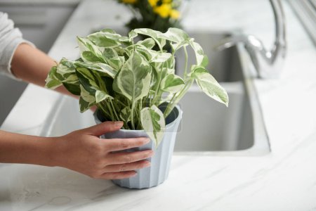 Téléchargez les photos : Woman taking plant from kitchen counter after watering it and cutting yellow leaves - en image libre de droit
