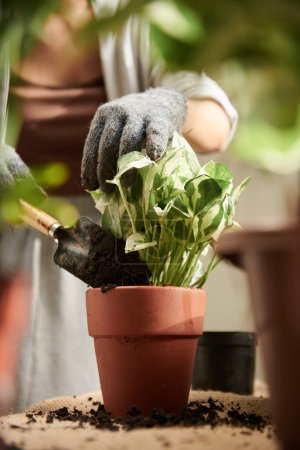 Photo for Hands of woman adding high quality potting soil in flower pots - Royalty Free Image